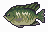 Gutter Tilapia