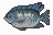 Tilapia